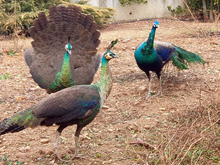 pavos espalding